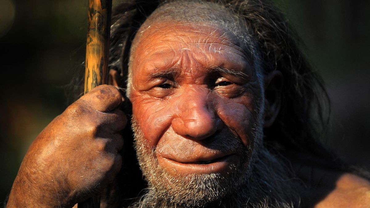 Zu Text über Ilsenhöhle, BU: Nenadertaler-Nachbildung aus dem Neanderthal-Museum von Mettmann.
ARCHIV - 10.02.2009, Nordrhein-Westfalen, Mettmann: Die Nachbildung eines älteren Neandertalers steht im Neanderthal-Museum von Mettmann. (Zu dpa 