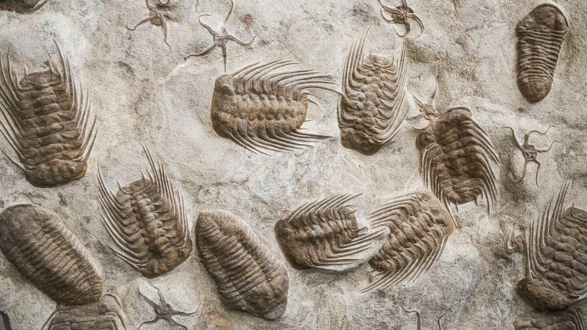 Trilobita, fossile Trilobiten, gefunden bei Rissani, Marokko, Afrika