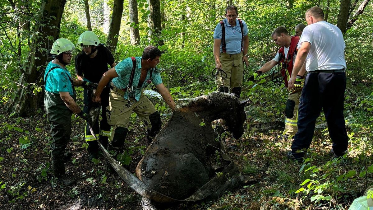 Tierrettung Kalbecker Weg