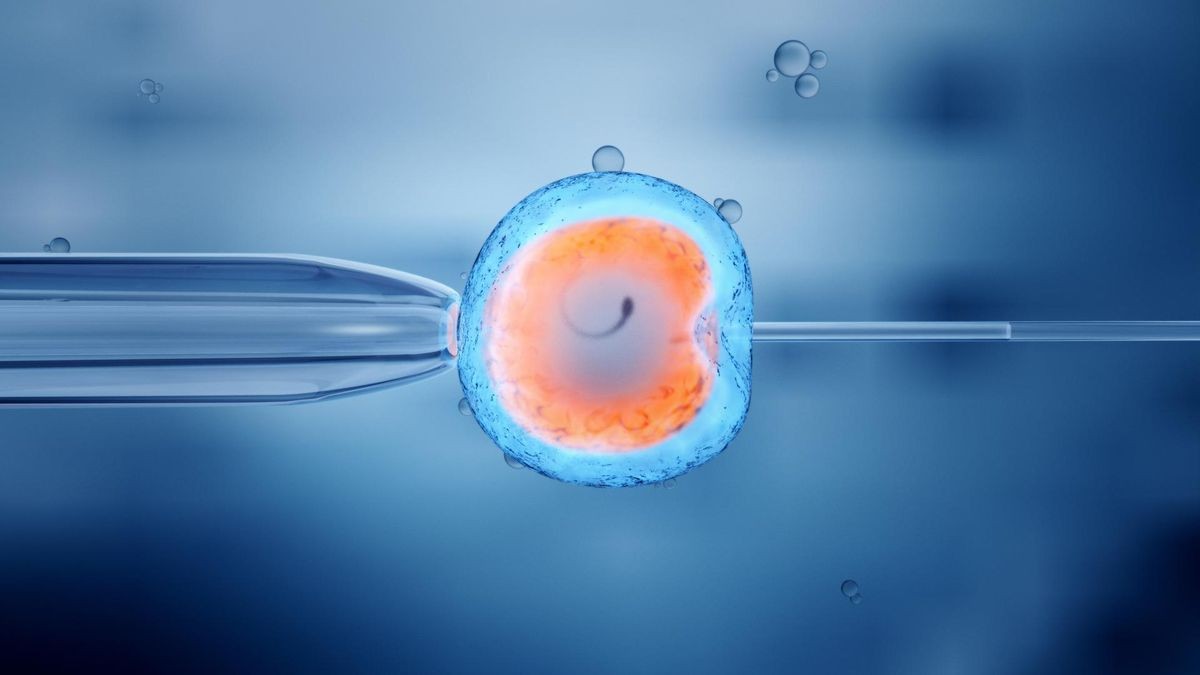 Künstliche Befruchtung einer Eizelle - In-vitro-Fertilisation. Das Land NRW hat laut einem Medienbericht Fördermittel für derartige Kinderwunsch-Behandlungen gestrichen.