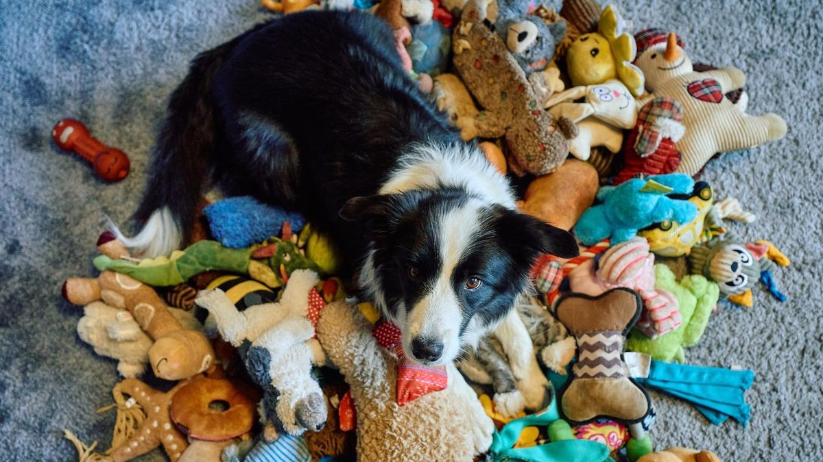 Raffy mit seinen vielen Kuscheltieren. Er kennt tatsächlich alle ihre Namen.