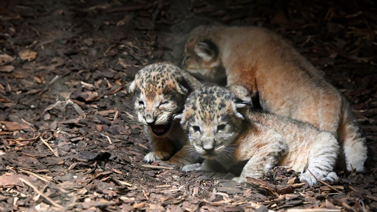 Süß: Löwennachwuchs im Wildlands Erlebnis Zoo Holland.