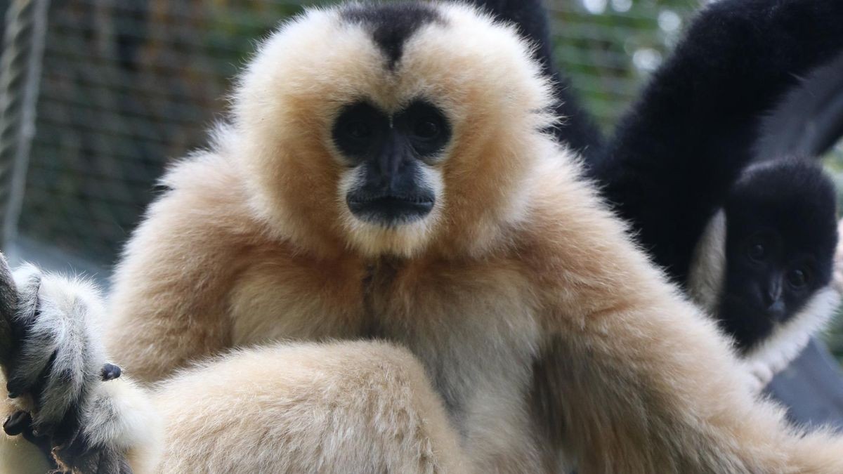 Nördliches Weißwangen-Schopfgibbon im Zoo von Mulhouse 