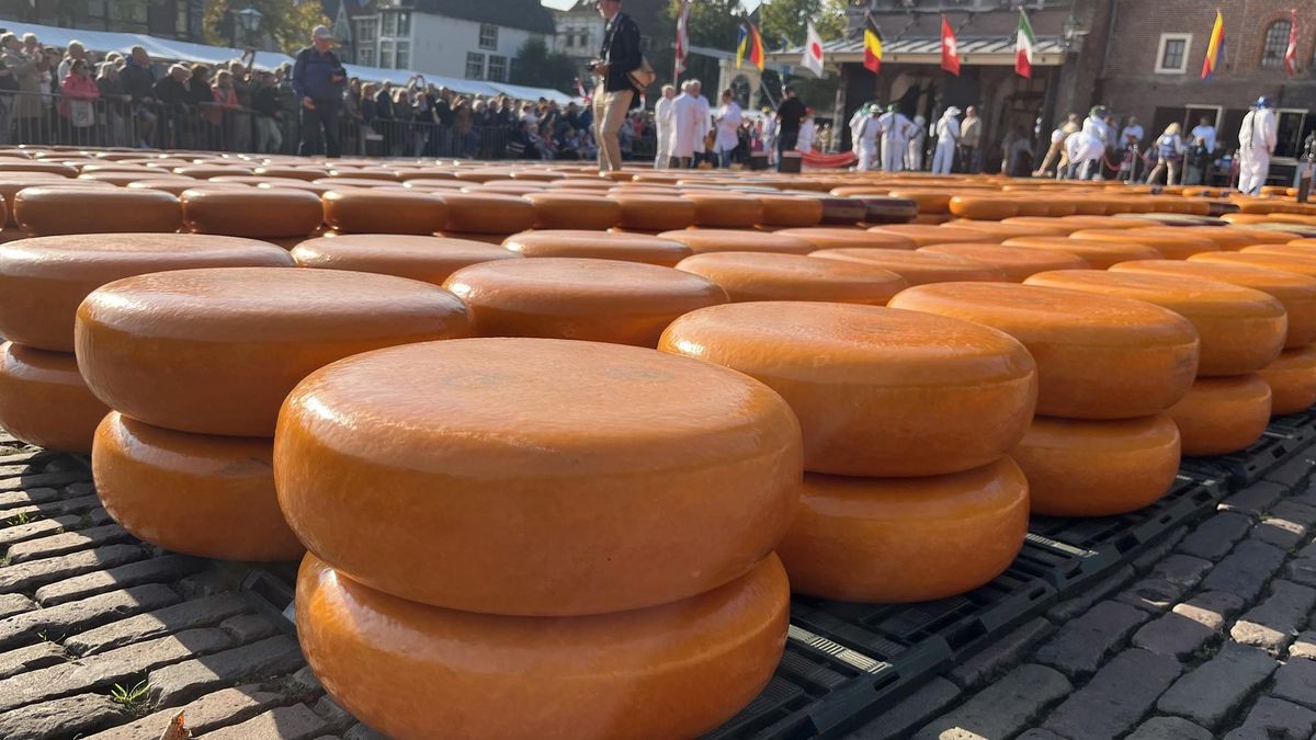 Schon aufgereiht und gestapelt liegen etwa 30.000 Kilo frischer Käse auf dem Markt in Alkmaar - und zwar einmal in der Woche, jeden Freitagmorgen.