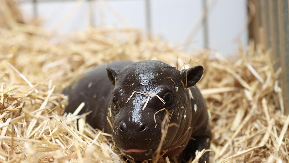 Mufaro heißt der kleine Hippo.  Inzwischen ist er schon ganz schön gewachsen.