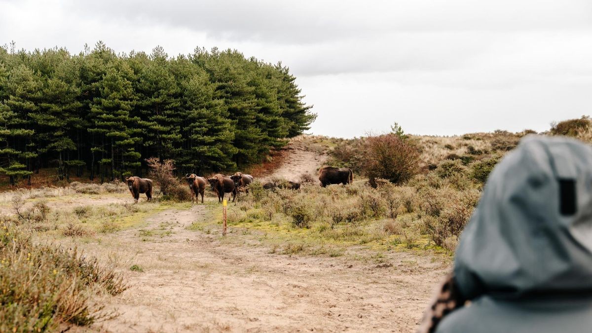 Die Wisente laufen im Nationalpark Zuid Kennemerland frei herum.