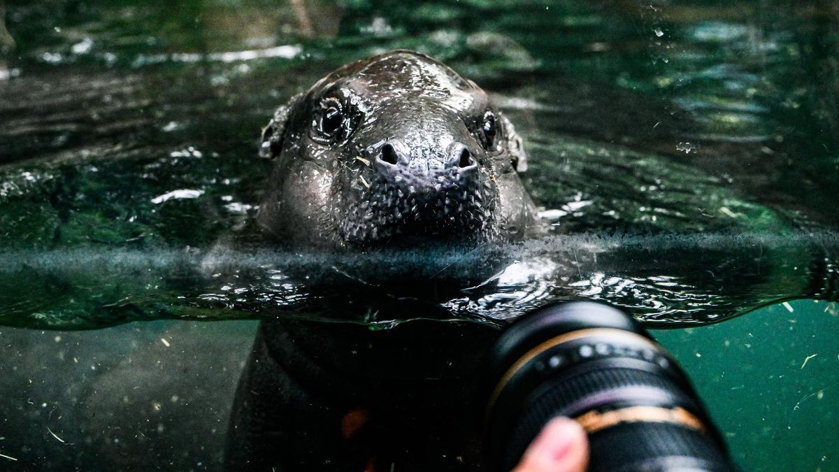 Mini-Hippo Toni geht auf ersten Tauchgang in der Innenanlage der Hippos im Berliner Zoo