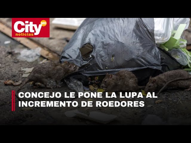 Concejo alerta sobre proliferación de roedores en Bogotá y pide cultura ciudadana