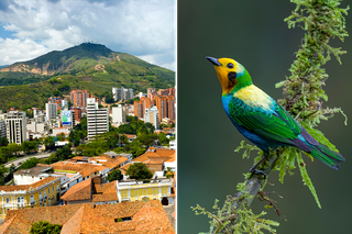 Weltnaturgipfel: Die COP16-Gastgeberstadt Cali liegt im Cauca-Tal, berühmt für seine Vogelwelt. Hier ein Sperlingsvogel aus der Familie der Tangaren.