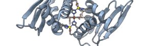 Gray protein structure with helices and arrows depicting a protein domain. The domain binds heme and two zinc ions.