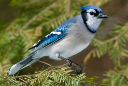 A Blue Bird Chirps on a Branch