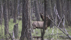 Rattling Rutting Bulls thumbnail