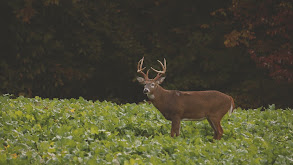 Illinois Deer Camp thumbnail