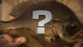 Other Worldly Sportfish thumbnail