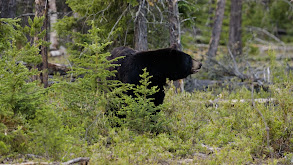 Cree Lake Paradise thumbnail