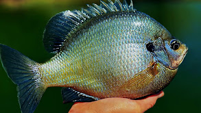 Growing a World Record Bluegill thumbnail