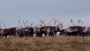 Aleutian Reindeer thumbnail