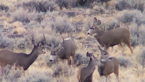 Bow Hunting the Whitetail Rut thumbnail