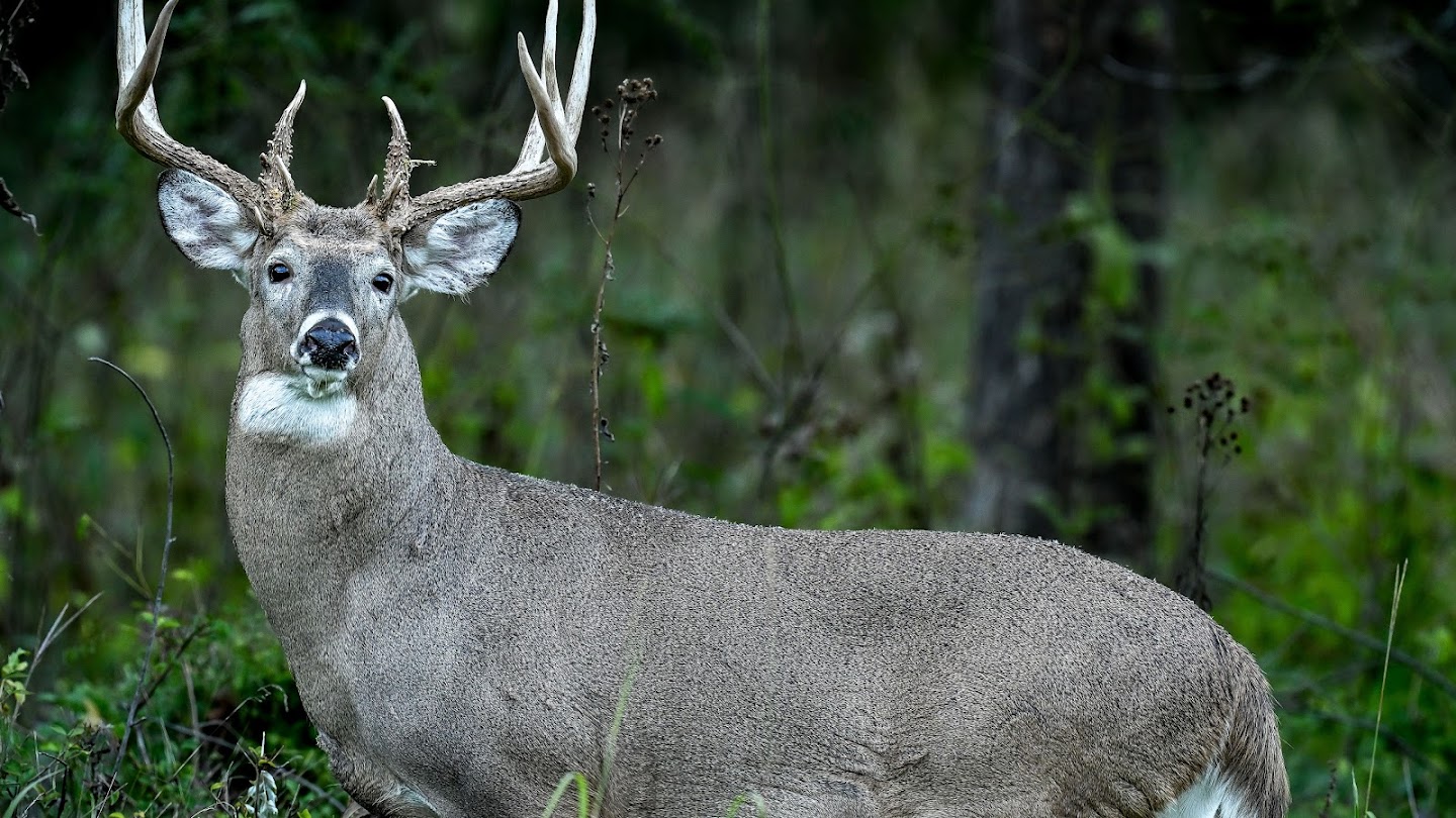 Watch Quick Shots: Iowa Whitetail live