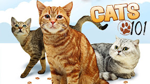 Cats 101 thumbnail