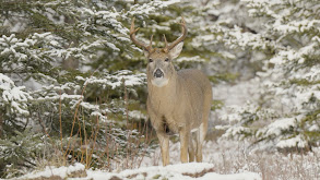 Northern Saskatchewan Whitetails thumbnail