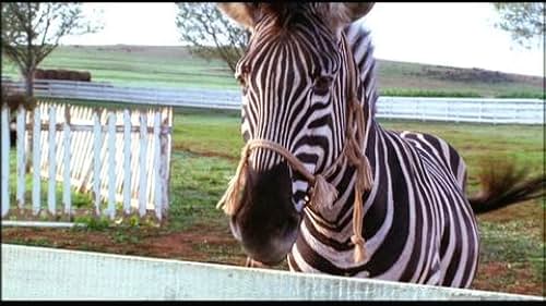 Racing Stripes