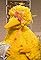 Big Bird Sprains His Wing's primary photo