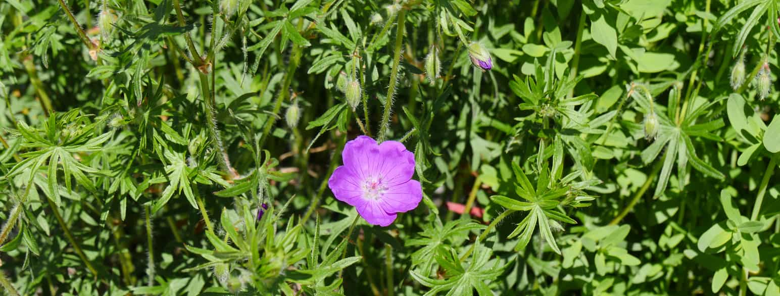 Blodrød storkenæb, Geranium sanguineum, er en art i storkenæbslægten.