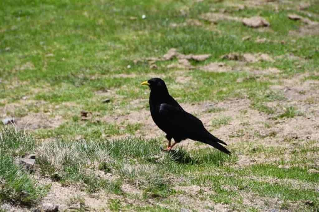 Pyrrhocorax graculus