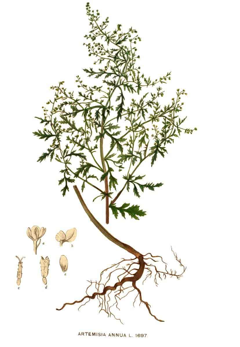 Artemisia annua