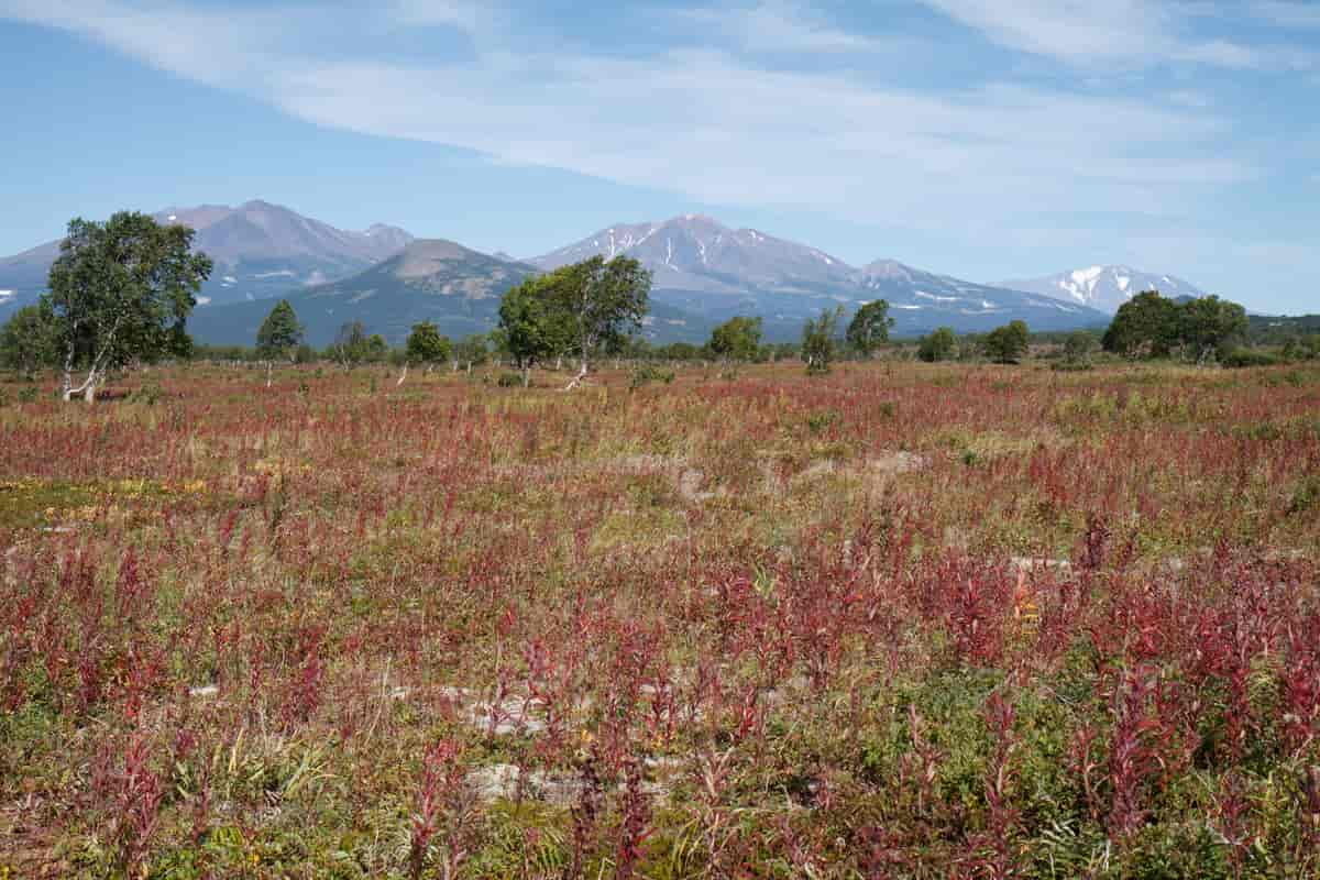 Tundra på Kamchatka-halvøya