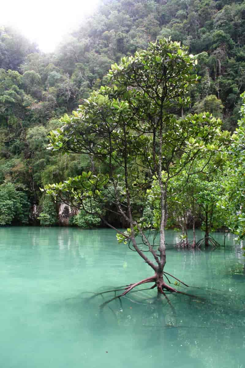 Mangrove