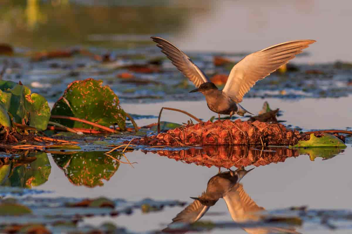 Svartterne (Chlidonias niger)