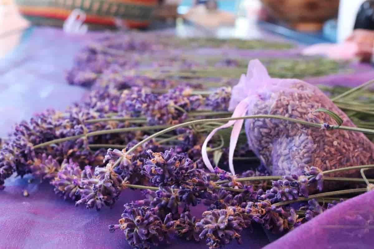 Lavendel