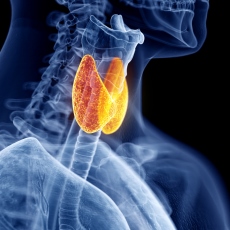 Thyroid Diseases