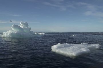 A case of catastrophic predation has been recorded in the Atlantic Ocean