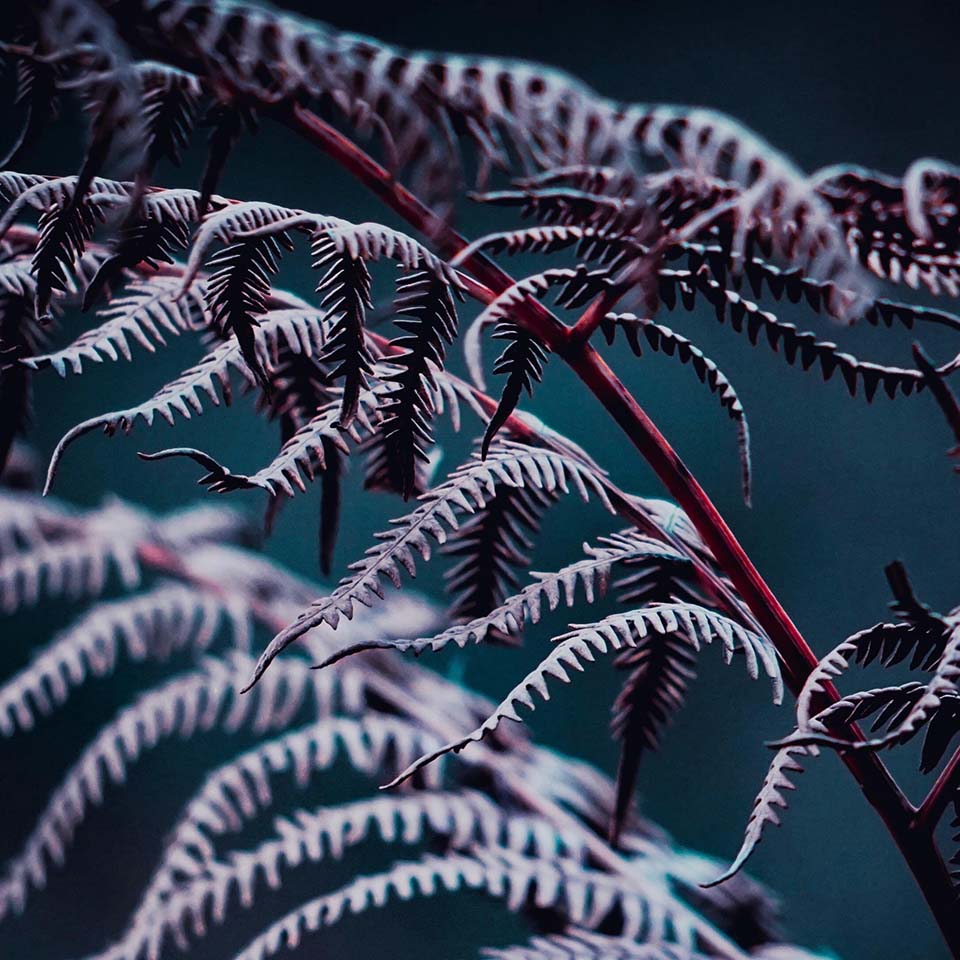 the abstract leaves fern plants