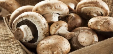 Two Women Die from Mushroom Poisoning in Khachmaz region