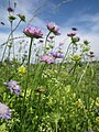 Knautia arvensis (Acker-Witwenblume)