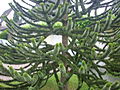 Monkey-puzzle tree (araucaria araucana)