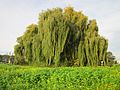 Salix × sepulcralis (Trauerweide)