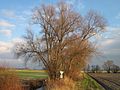 Salix alba (Silber-Weide)