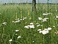 Achillea millefolium (Gemeine Schafgarbe)