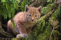 * Nomination A lynx kittenEnglish: Kitten of Eurasian Lynx (Lynx lynx)English: Kitten of Eurasian Lynx (Lynx lynx) (by Baerni) --Blurred Lines 04:10, 11 November 2013 (UTC) * Promotion Good quality. --Cayambe 11:33, 11 November 2013 (UTC)