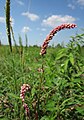 Persicaria lapathifolia (Ampfer-Knöterich)