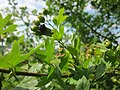 Crataegus monogyna (Eingriffeliger Weißdorn)