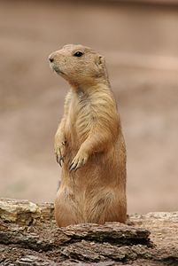 Black-tailed prairie dog in Nuremberg Zoo