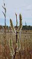 * Nomination: Pussy willows in Pori. --kallerna 07:03, 14 May 2010 (UTC) * * Review needed