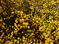 * Nomination: a bush of kerria japonica pleniflora. Parc Floral de Paris.--Jebulon 09:56, 2 May 2010 (UTC) * * Review needed