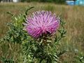 Carduus acanthoides (Weg-Distel)